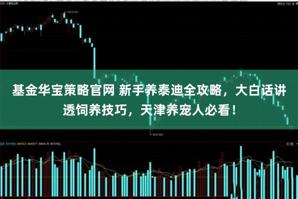 基金华宝策略官网 新手养泰迪全攻略,大白话讲透饲养技巧,天津养宠人必看!